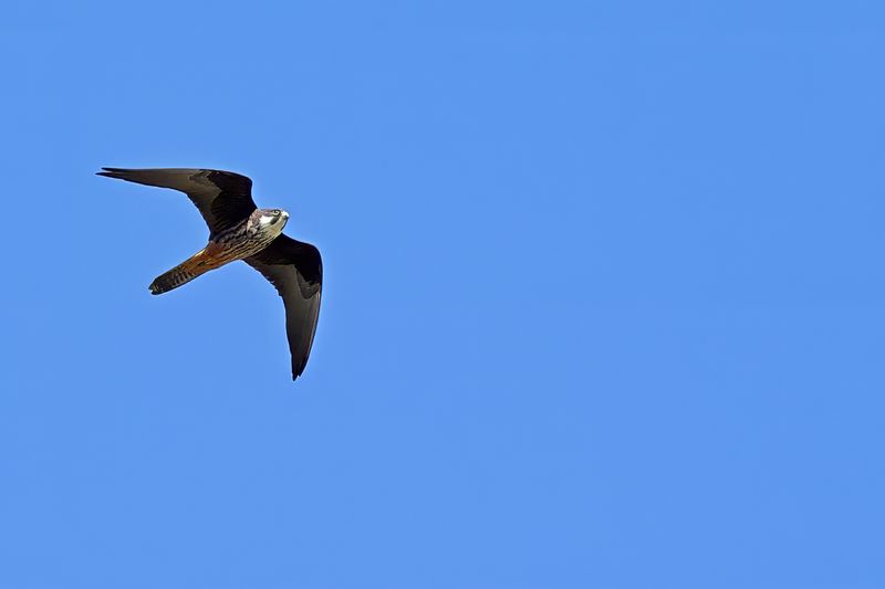 Eleonora's Falcon (Falco eleonorae)