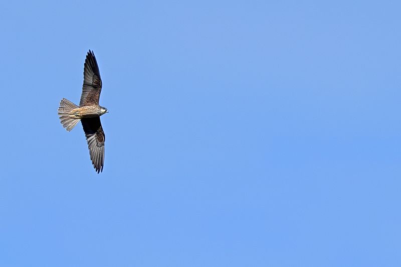 Eleonora's Falcon (Falco eleonorae)