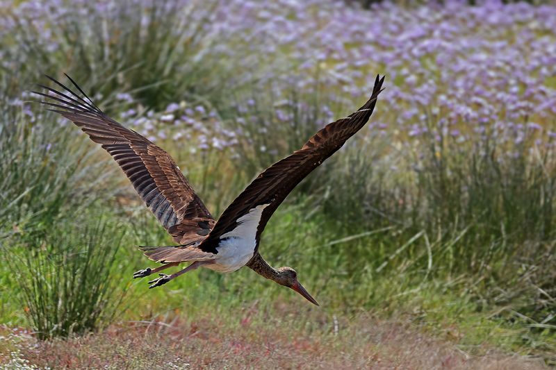 Black Stork  (Ciconia nigra)