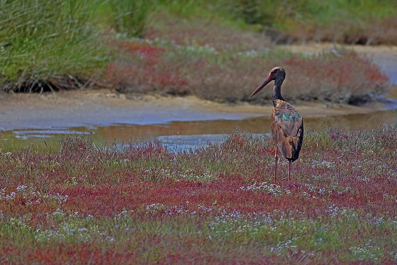 Black Stork  (Ciconia nigra)