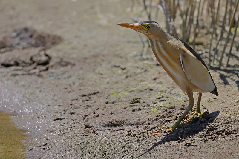 Little Bittern (Ixobrychus minutus)