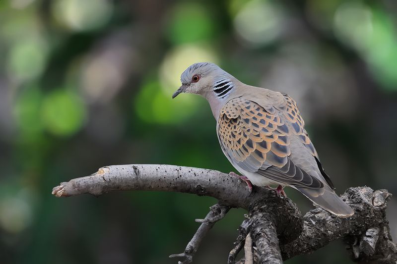 European Turtle Dove (Streptopelia turtur)
