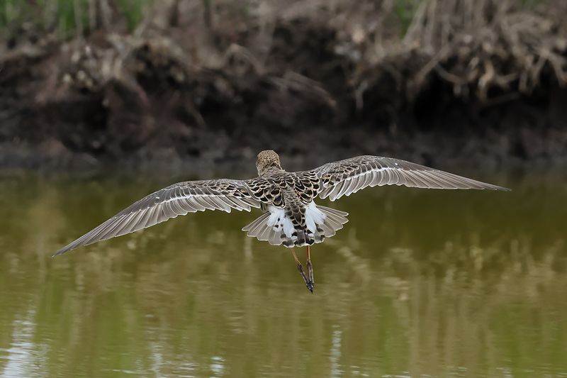 Ruff (Philomachus pugnax)