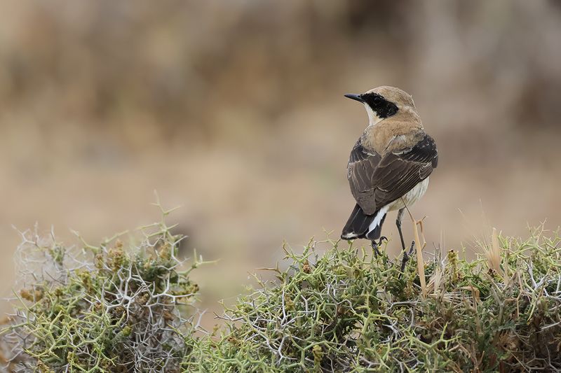 Eastern Black-eared Wheatear (Oenanthe melanoleuca)