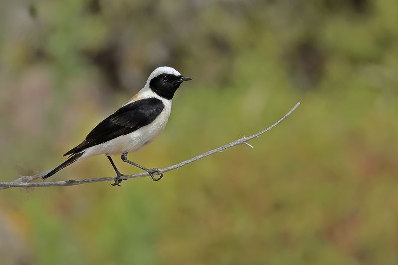 Eastern Black-eared Wheatear (Oenanthe melanoleuca)