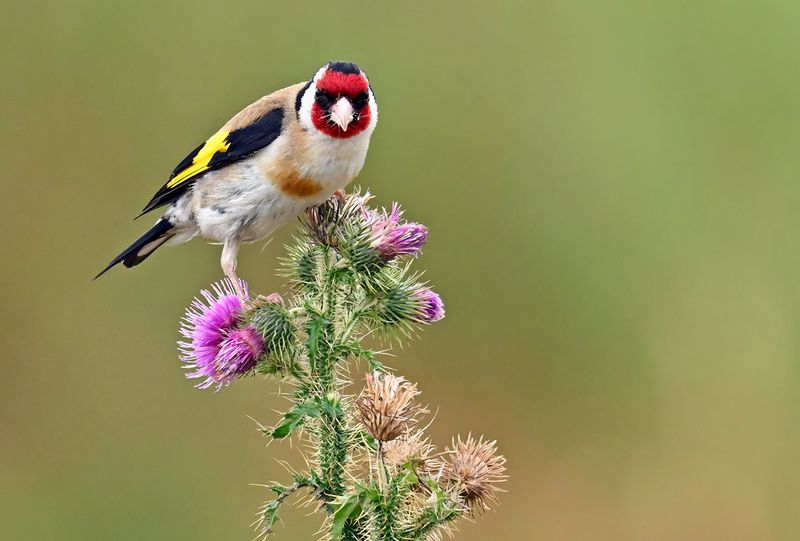 European Goldfinch (Carduelis carduelis)