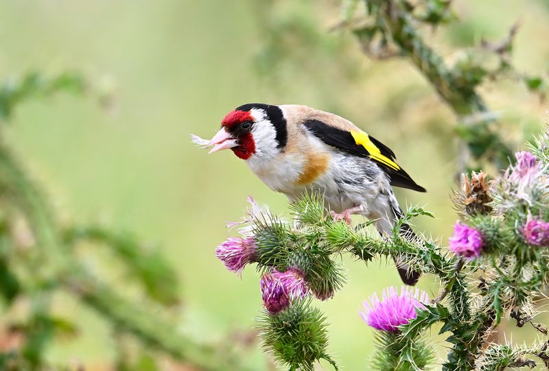Gallery European Goldfinch