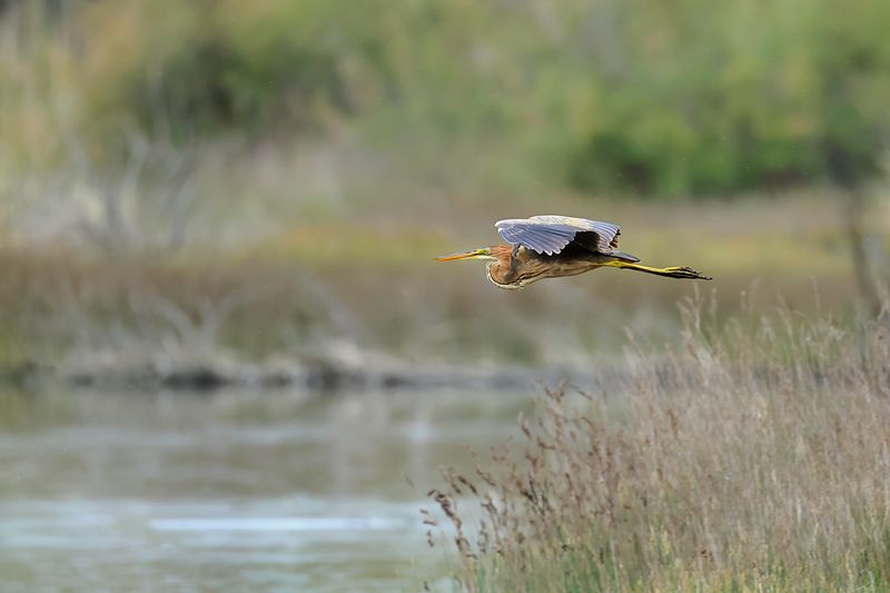 Purple Heron (Ardea purpurea) 