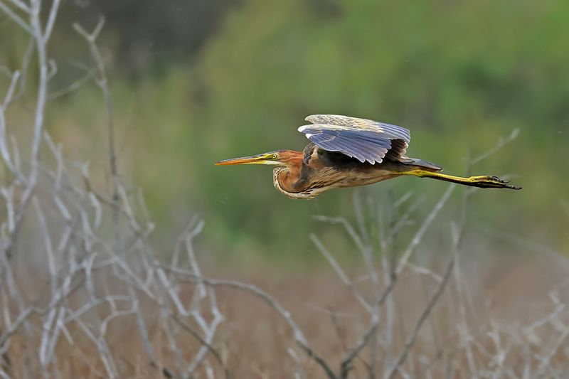 Purple Heron (Ardea purpurea) 