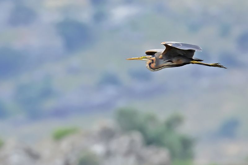 Purple Heron (Ardea purpurea) 