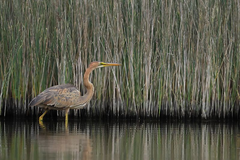 Purple Heron (Ardea purpurea) 
