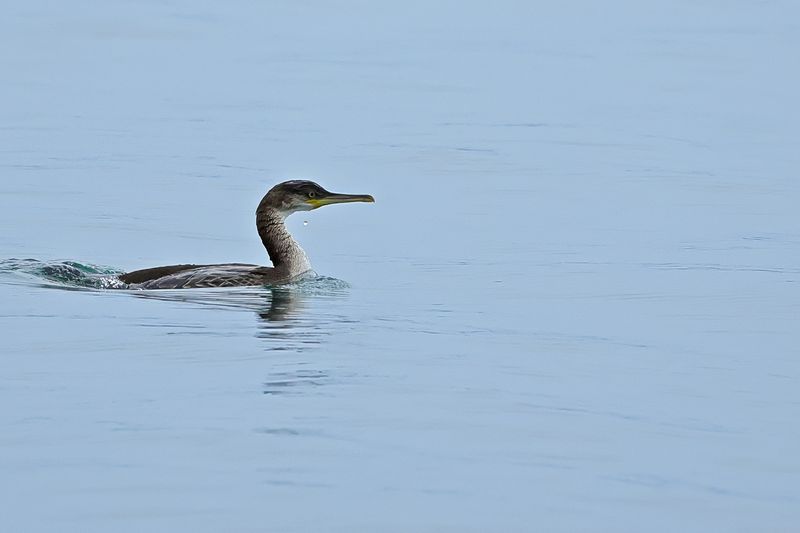 Mediterranean Shag (Gulosus aristotelis SSP. desmarestii)