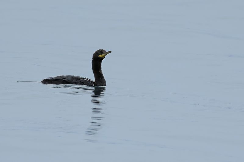 Mediterranean Shag (Gulosus aristotelis SSP. desmarestii)