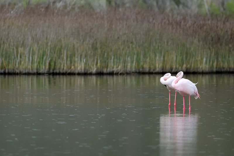 Flamingo (Phoenicopterus roseus)