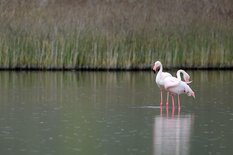 Flamingo (Phoenicopterus roseus)