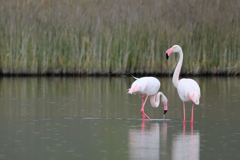 Flamingo (Phoenicopterus roseus)