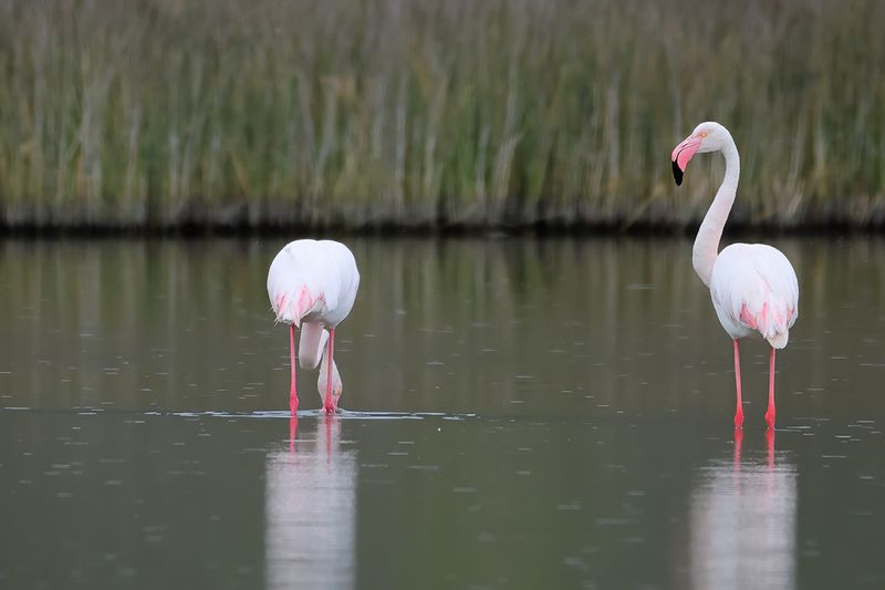 Flamingo (Phoenicopterus roseus)