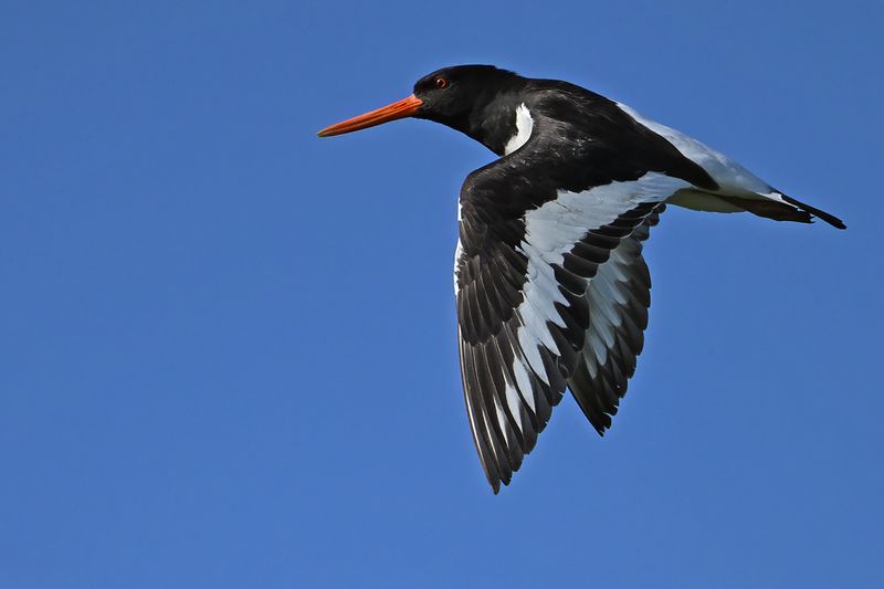 Eurasian Oystercatcher (Haematopus ostralegus)