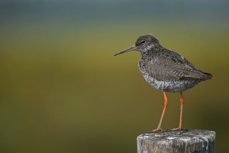Redshank (Tringa totanus)