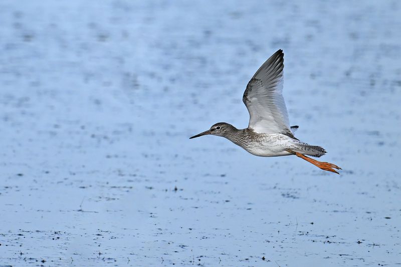 Redshank (Tringa totanus)