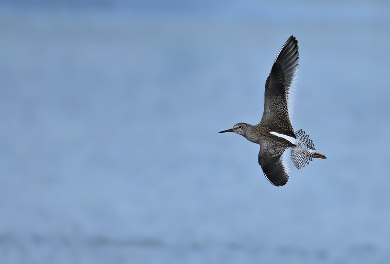 Redshank (Tringa totanus)