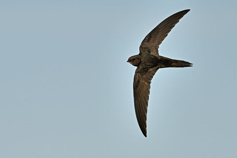 Common Swift (Apus apus) 