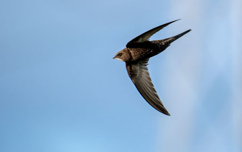 Common Swift (Apus apus) 
