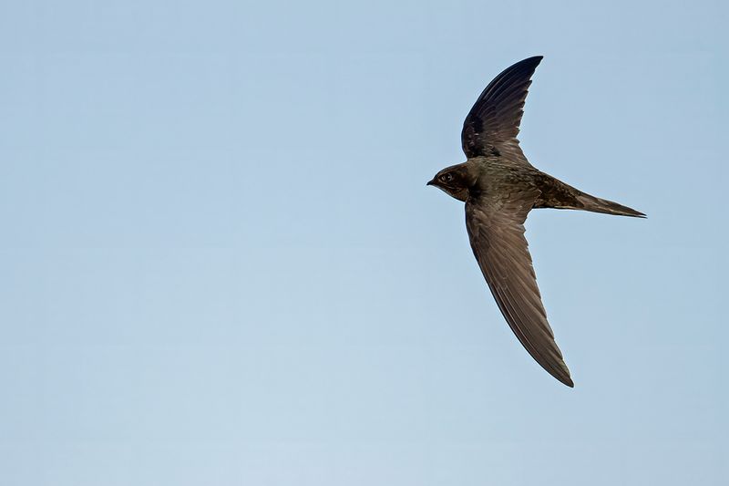 Common Swift (Apus apus) 
