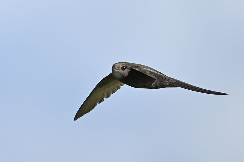 Common Swift (Apus apus) 