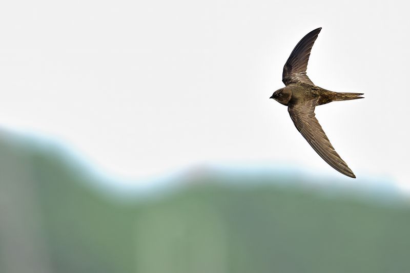 Common Swift (Apus apus) 