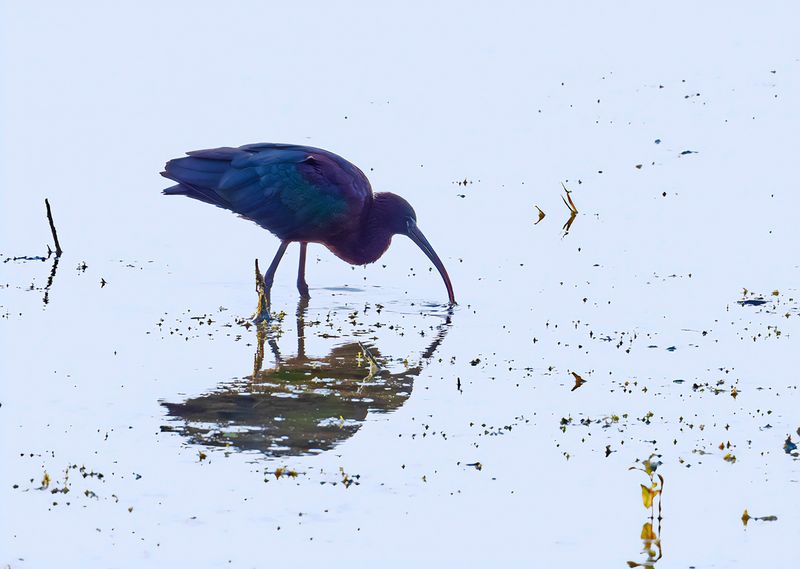Glossy Ibis (Plegadis falcinellus)