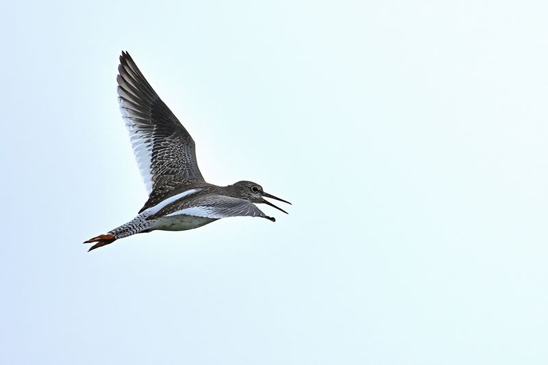Redshank (Tringa totanus)