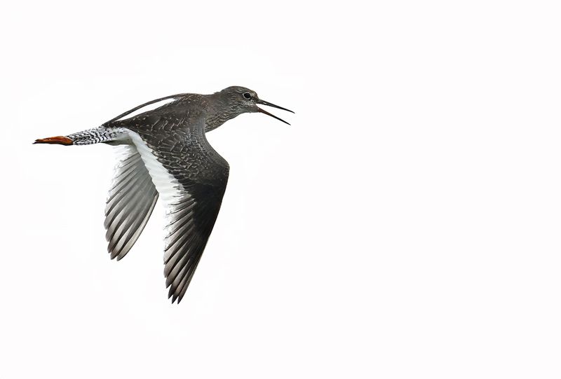 Redshank (Tringa totanus)