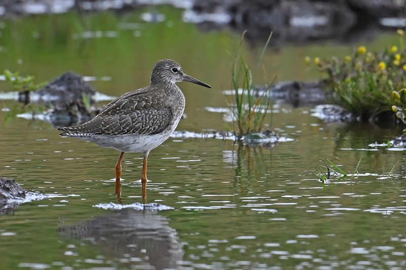 Redshank (Tringa totanus)