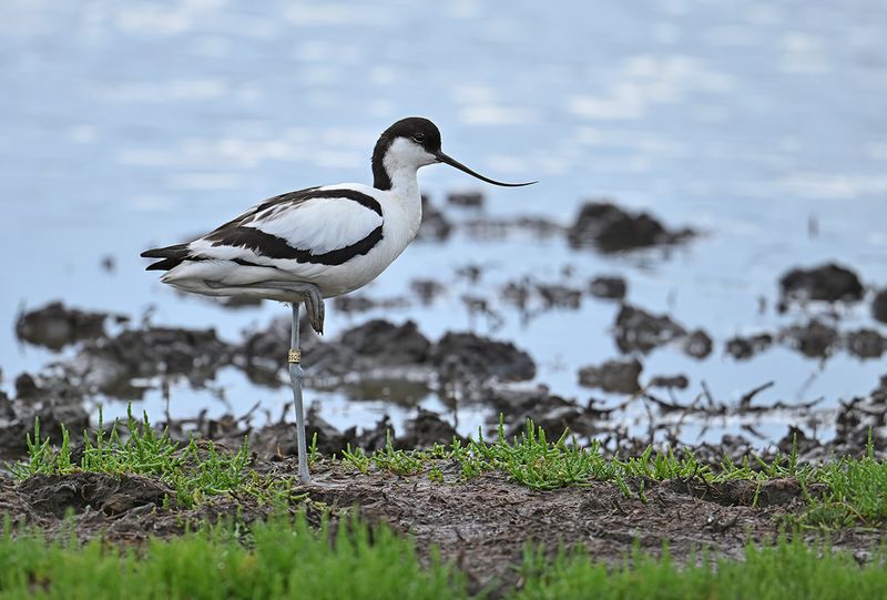 Pied avocet (Recurvirostra avosetta)