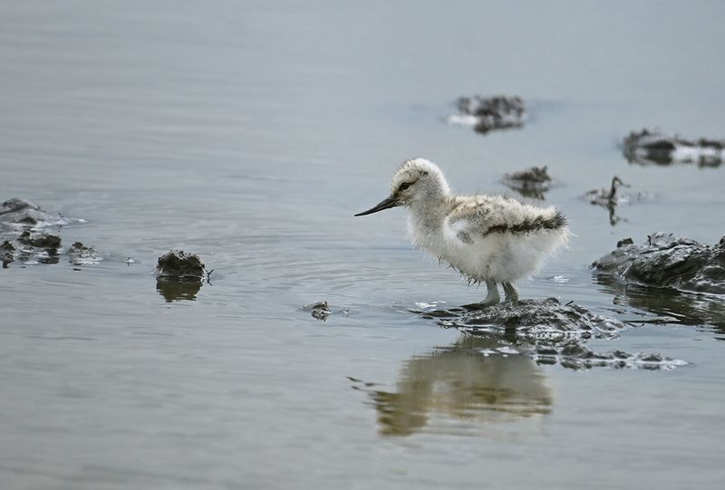 Pied avocet (Recurvirostra avosetta)