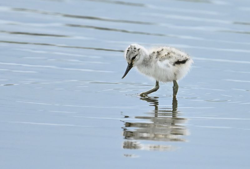 Pied avocet (Recurvirostra avosetta)