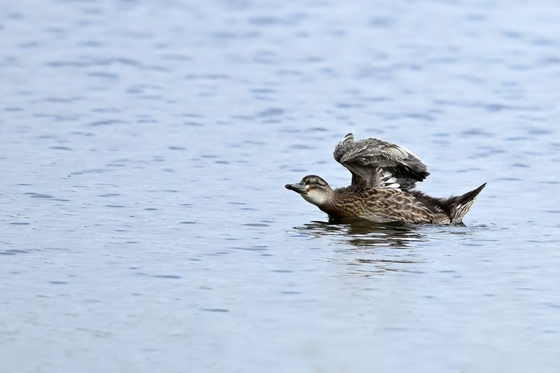 Gallery Garganey