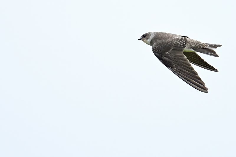 Sand Martin (Riparia riparia)