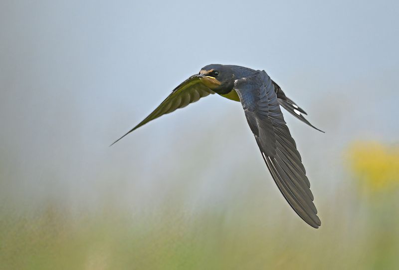 Barn Swallow (Hirundo rustica)