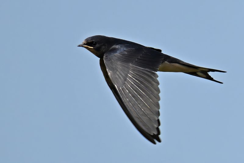 Barn Swallow (Hirundo rustica)