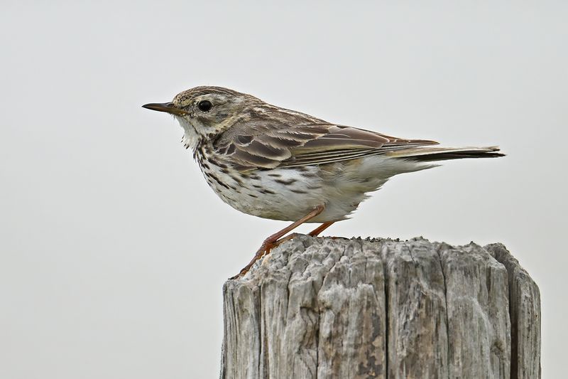 Meadow Pipit (Anthus pratensis)