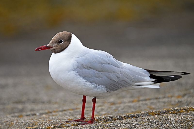 Black-headed Gull (Chroicocephalus ridibundus)