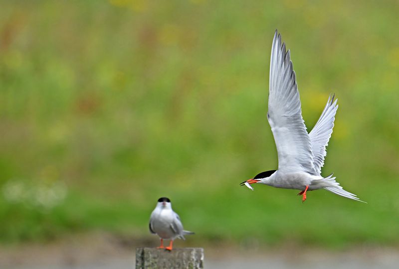 Common Tern (Sterna hirundo)