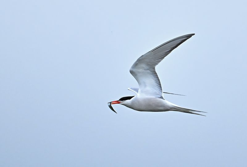 Common Tern (Sterna hirundo)
