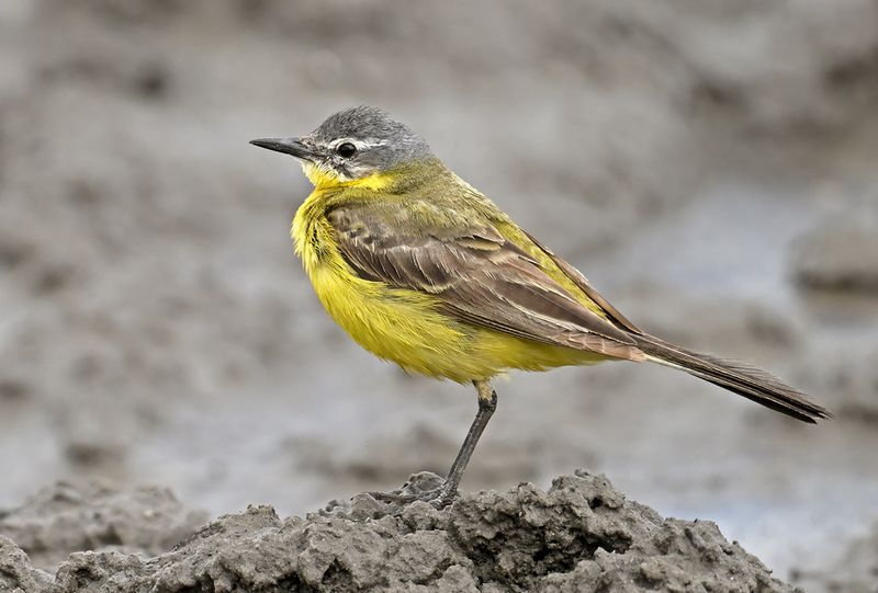 Yellow Wagtail (Motacilla - flava)