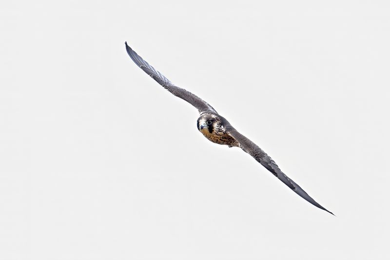 Peregrine Falcon (Falco peregrinus)