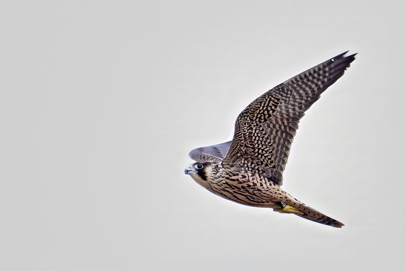 Peregrine Falcon (Falco peregrinus)