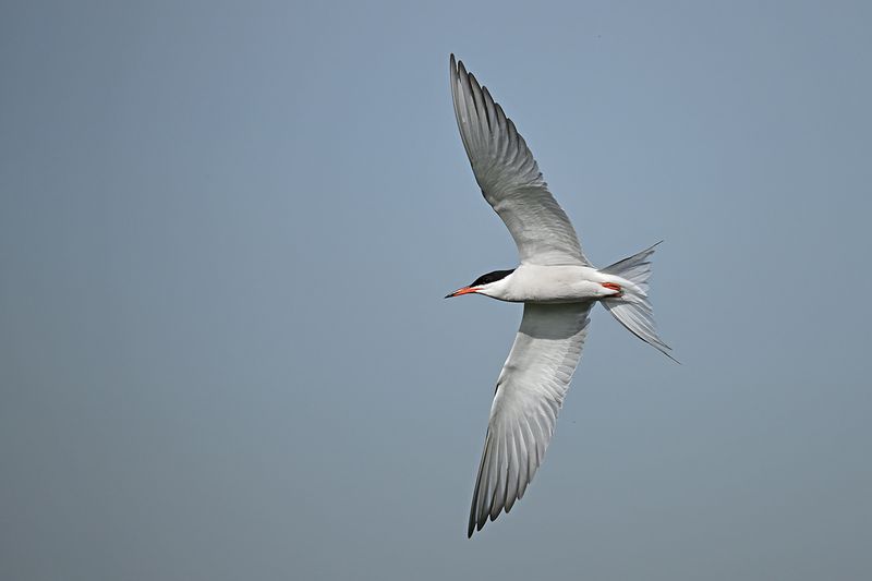 Common Tern (Sterna hirundo)