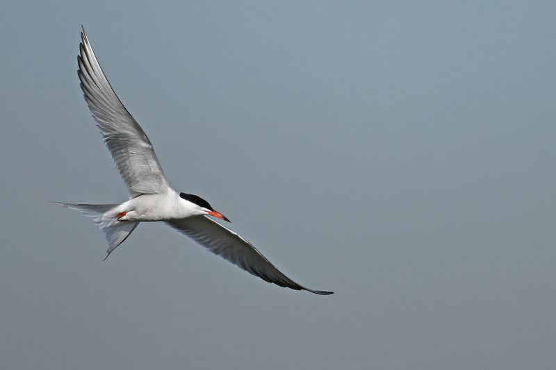 Common Tern (Sterna hirundo)